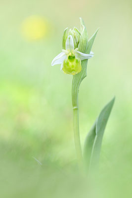 Gelbe Hummelragwurz flavescens