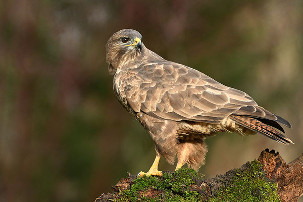 Mäusebussard