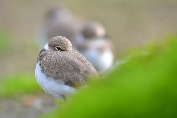 Flussregenpfeifer Jungvogel