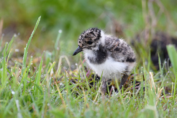 Kiebitz Jungvogel