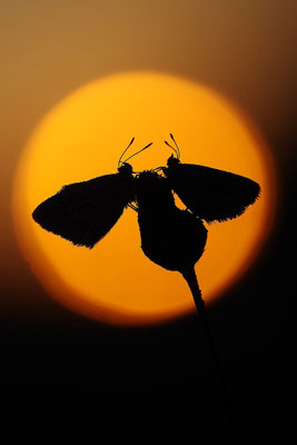Bläulinge vor dem Sonnenuntergang