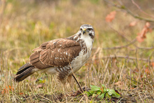 Mäusebussard
