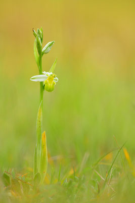 Gelbe Bienenragwurz flavescens