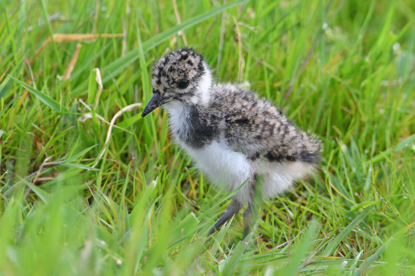 Kiebitz Jungvogel