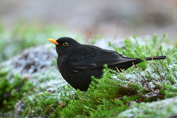 Amsel Männchen