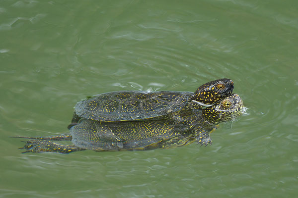 Europäische Sumpfschildkröte Paarung
