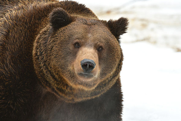 Braunbär Kopfportrait mit Atem, Nationalpark Bayrischer Wald Tierfreigelände Neuschönau