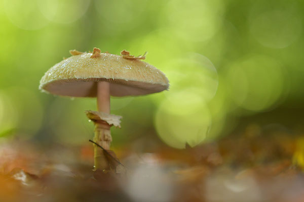 Parasol