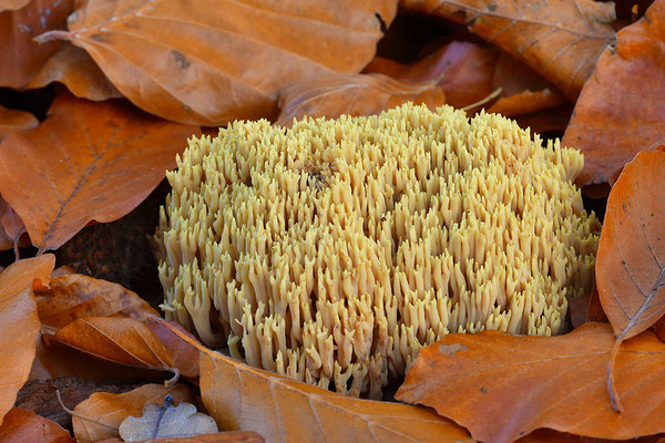 Korallenpilz