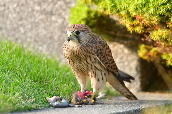 Turmfalke mit geschlagenem Feldhamster