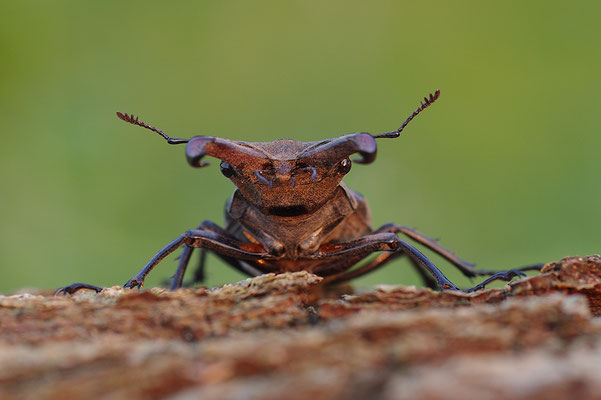 Hirschkäfer Frontalansicht