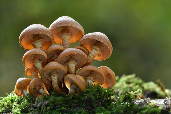 Stockschwämmchen