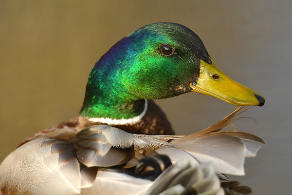 Stockente Männchen Kopfportrait