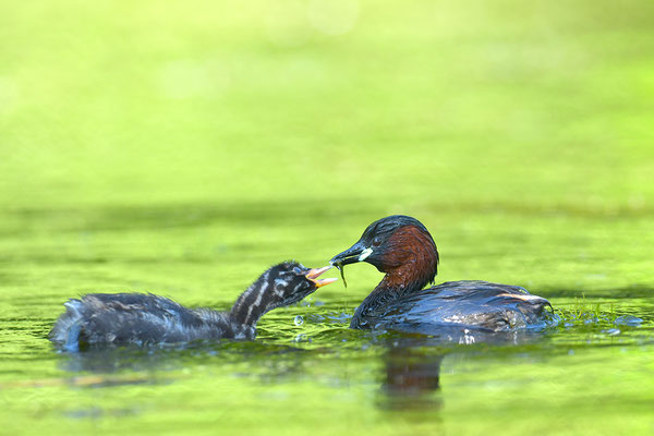 Zwergtaucher mit Jungem