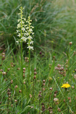 Weiße Waldhyazinthe