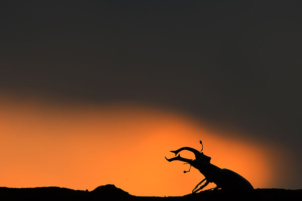 Hirschkäfer Männchen im Sonnenuntergang
