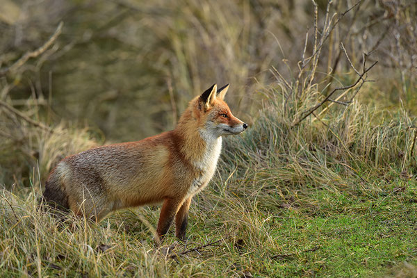 Fuchs