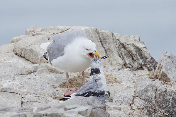 Silbermöwe mit erbeuteter junger Dreizehenmöwe