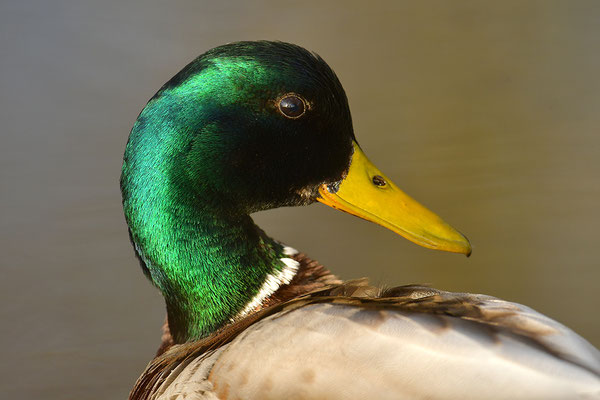 Stockente Männchen Kopfportrait