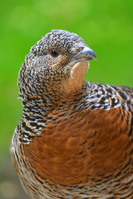 Auerhuhn Kopfportrait
