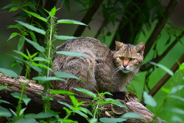 Wildkatze, Wildpark Anholter Schweiz