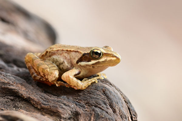 Springfrosch