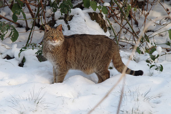 Wildkatze