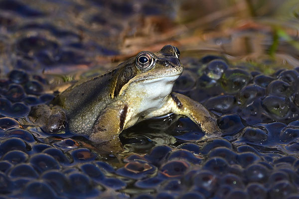 Grasfrosch