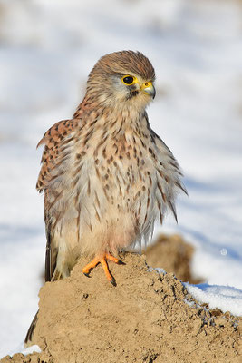 Turmfalke