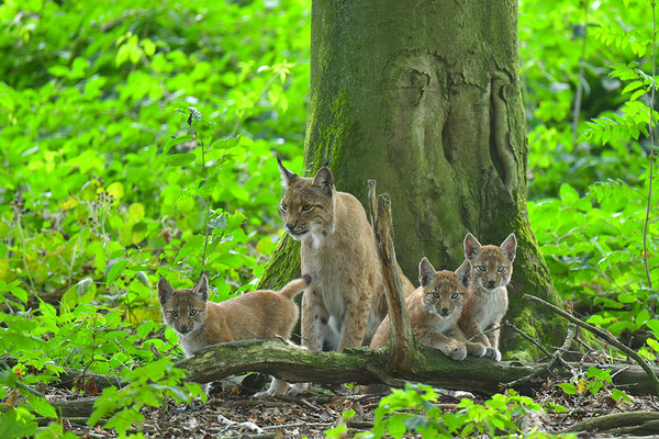 Luchs, Wildpark Anholter Schweiz