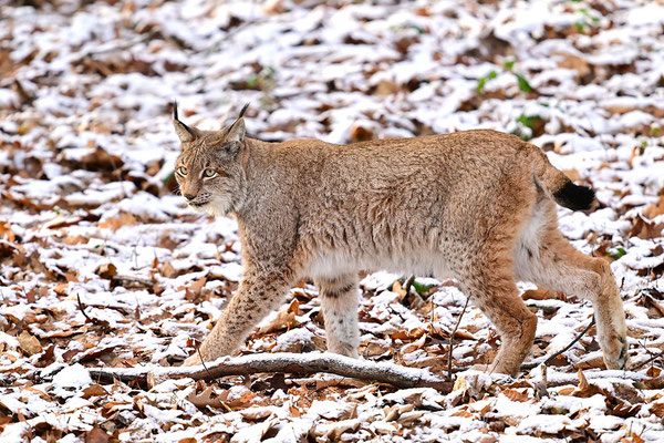 Luchs im Schnee