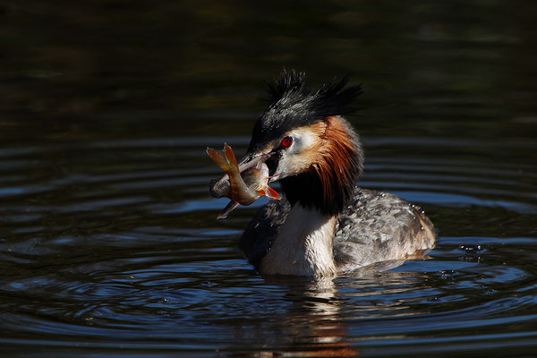 Haubentaucher mit erbeutetem Fisch