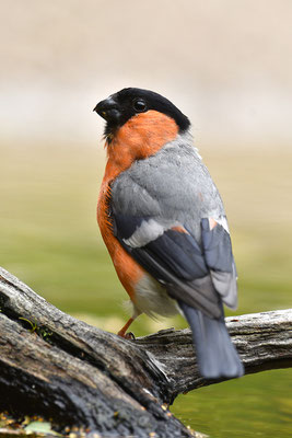 Dompfaff Männchen