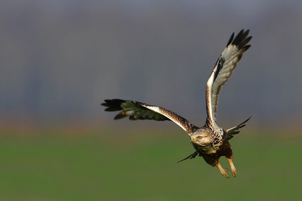 Rauhfußbussard