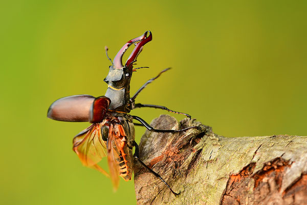 Hirschkäfer Männchen im Abflug