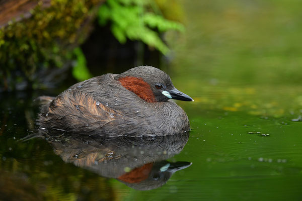 Zwergtaucher