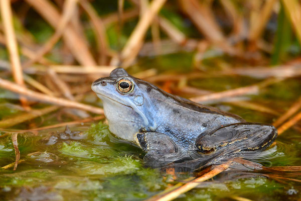 Moorfrosch