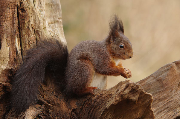 Eichhörnchen
