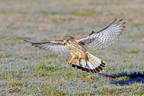 Turmfalke im Anflug