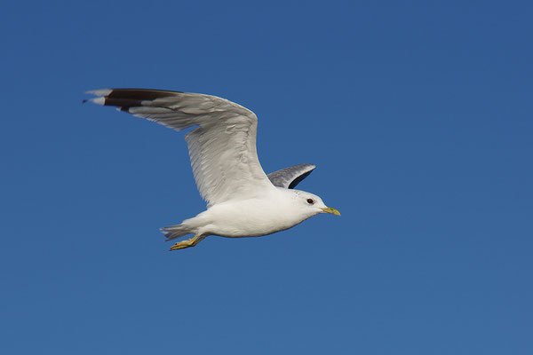 Sturmmöwe im Flug