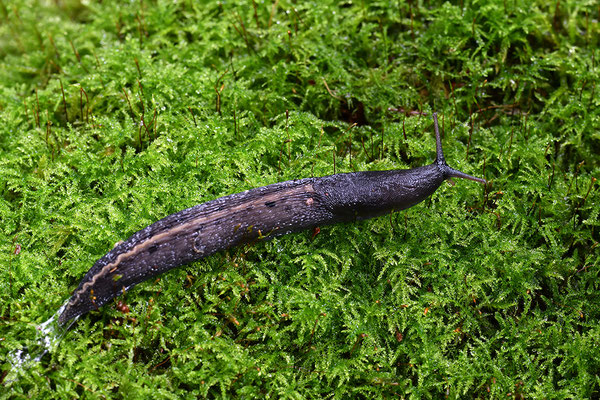 Schwarzer Schnegel