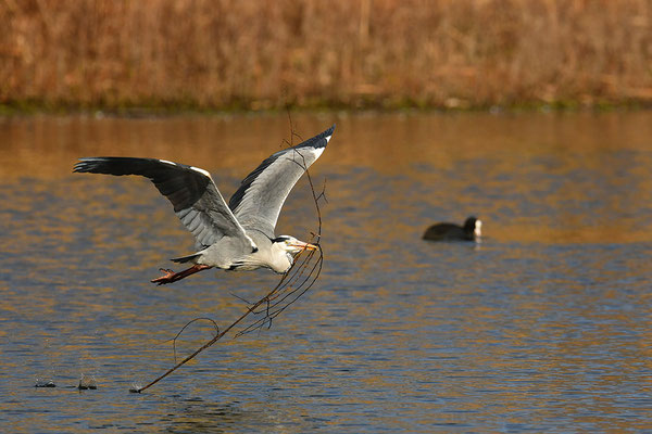 Graureiher im Flug
