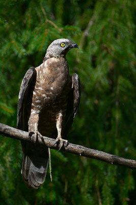 Wespenbussard, Nationalpark Bayrischer Wald Tierfreigelände Neuschönau