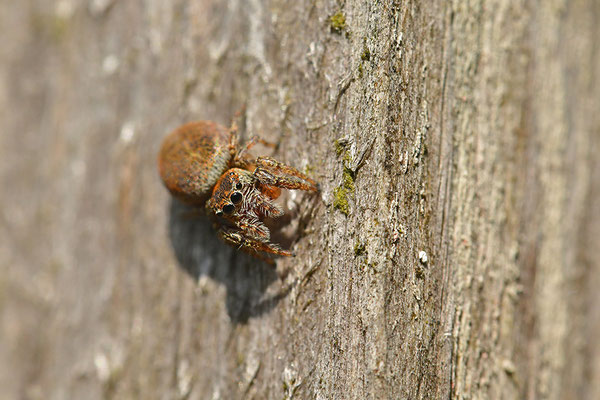 Springspinne
