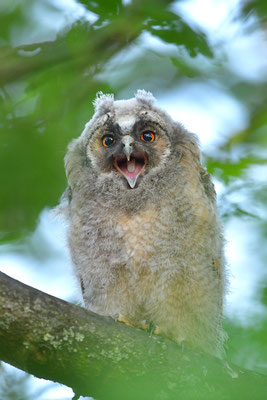 Waldohreule Ästling, Jungvogel