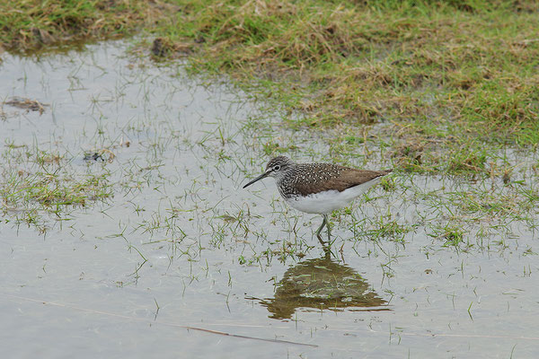 Waldwasserläufer