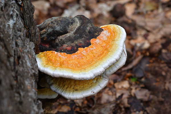 Rotrandiger Baumschwamm