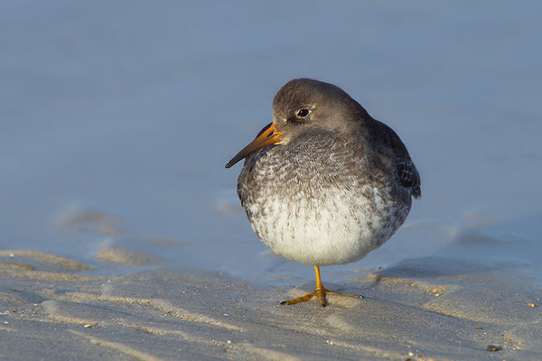 Alpenstrandläufer