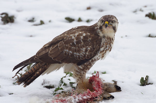 Mäusebussard am Feldhasen