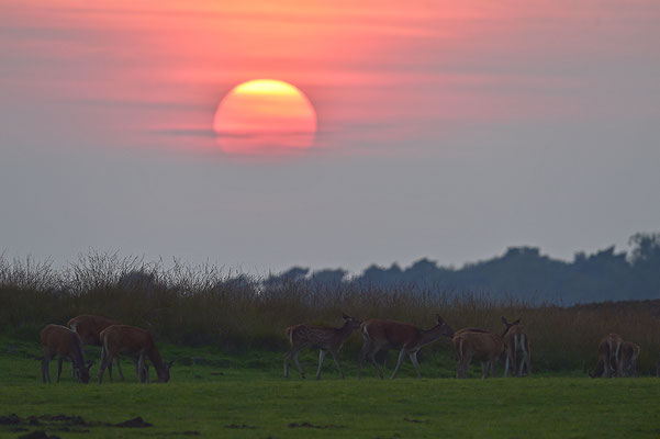 Rothirsche im Abendlicht